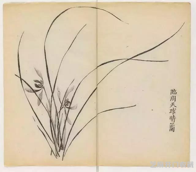 画兰经典范本-《十竹斋兰谱》