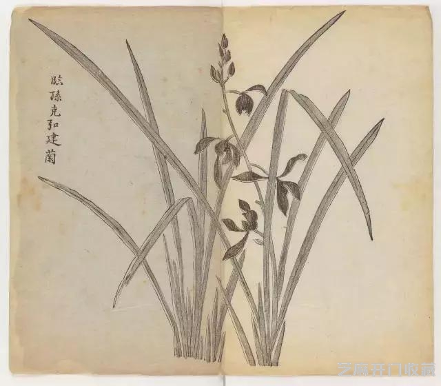 画兰经典范本-《十竹斋兰谱》