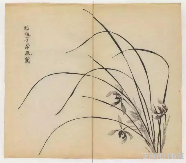 画兰经典范本-《十竹斋兰谱》