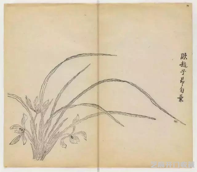 画兰经典范本-《十竹斋兰谱》