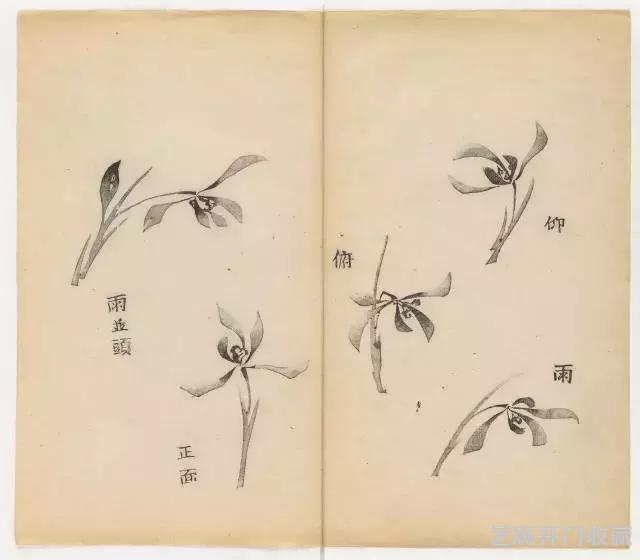画兰经典范本-《十竹斋兰谱》
