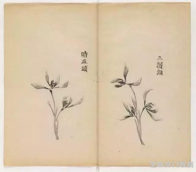 画兰经典范本-《十竹斋兰谱》