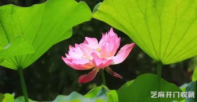 常见翡翠种水介绍，通俗易懂
