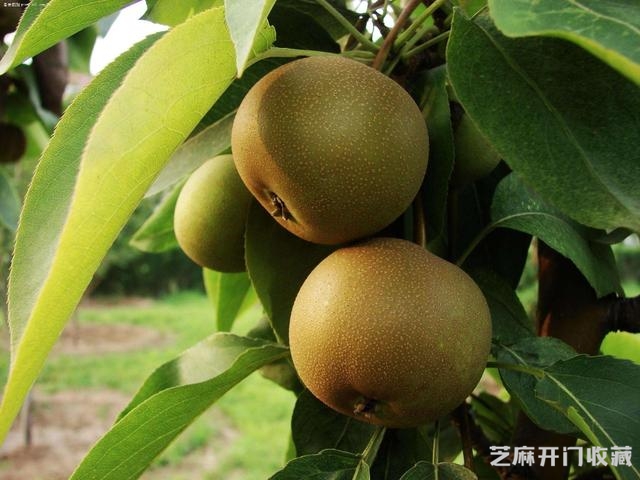 一篇文章带你读懂“梨皮泥”与“桂花砂”