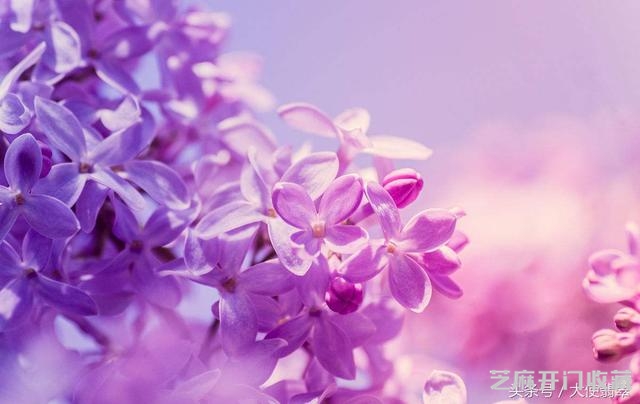 大使翡翠课堂——第10课《读懂紫罗兰翡翠的美》
