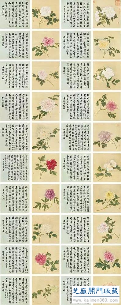 细赏价值1.7亿万花之王——牡丹花
