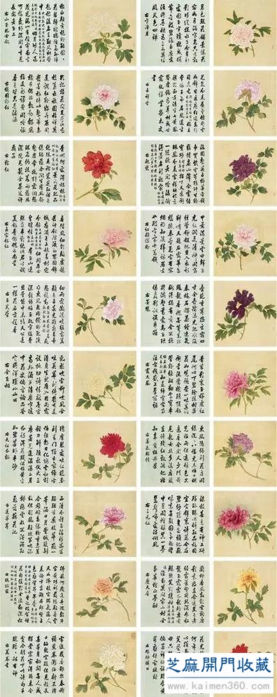 细赏价值1.7亿万花之王——牡丹花