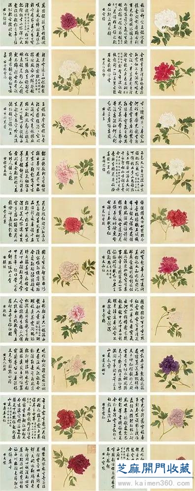 细赏价值1.7亿万花之王——牡丹花