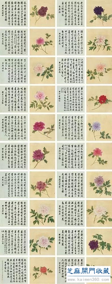 细赏价值1.7亿万花之王——牡丹花