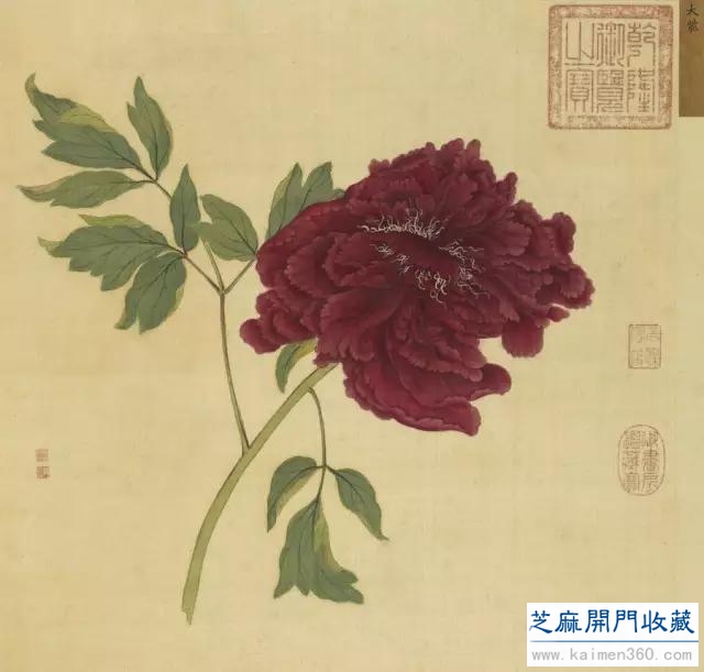 细赏价值1.7亿万花之王——牡丹花