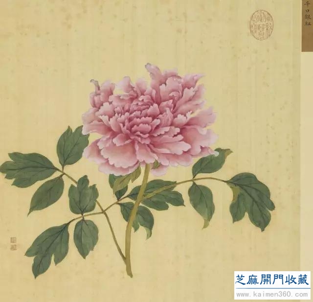 细赏价值1.7亿万花之王——牡丹花