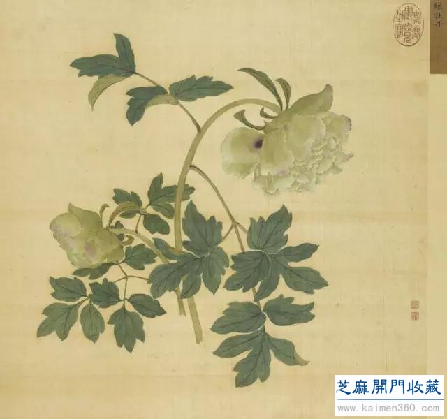 细赏价值1.7亿万花之王——牡丹花