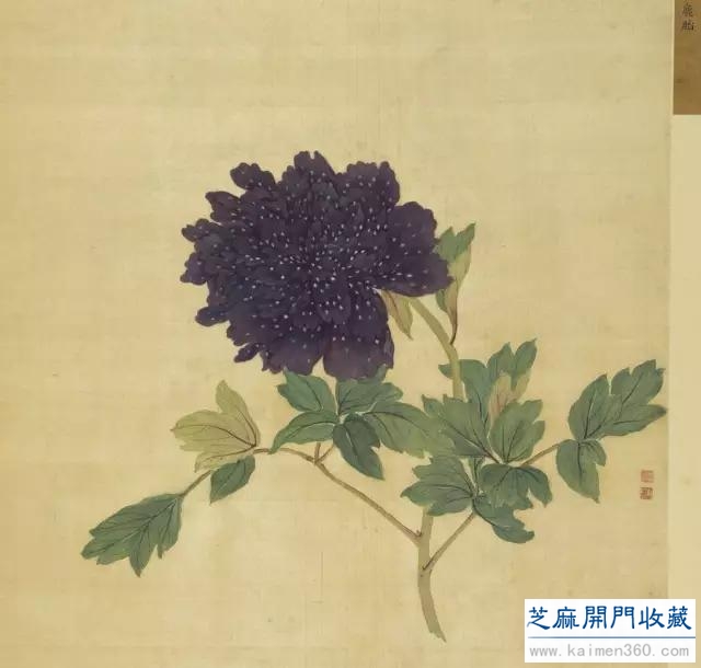 细赏价值1.7亿万花之王——牡丹花