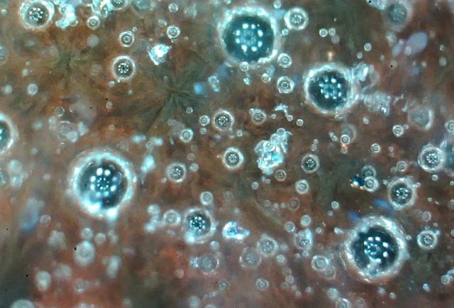 ​实物赏析：揭密比元青花还珍贵的“白浒孤窑”