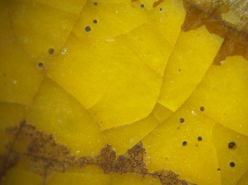 实物赏析：从满池娇纹梅瓶探究珐华器鲜为人知的魅力！