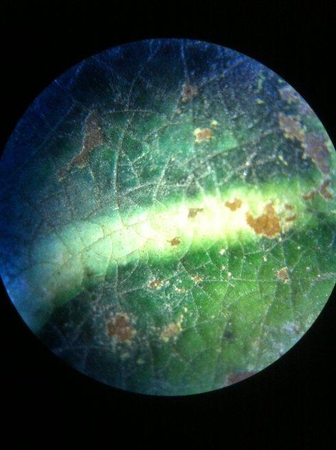实物赏析：从满池娇纹梅瓶探究珐华器鲜为人知的魅力！