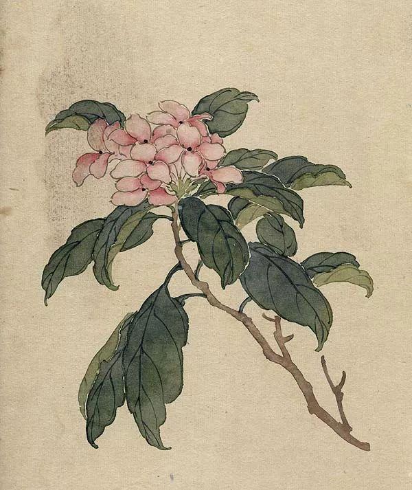 精美｜缪谷瑛百花图集与菊谱（130幅）