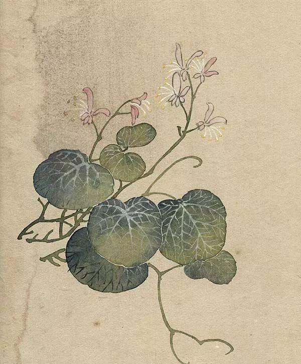 精美｜缪谷瑛百花图集与菊谱（130幅）