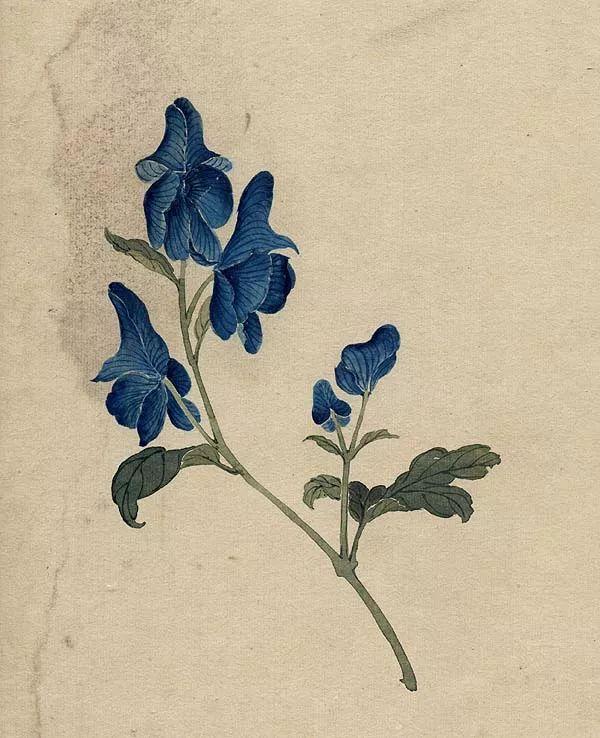 精美｜缪谷瑛百花图集与菊谱（130幅）
