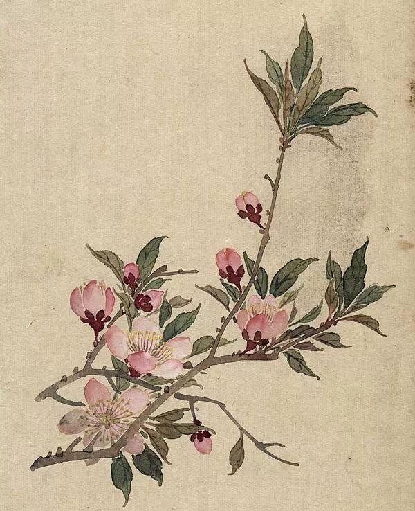 精美｜缪谷瑛百花图集与菊谱（130幅）