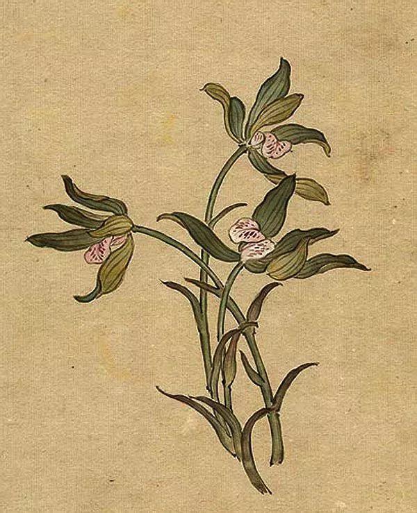 精美｜缪谷瑛百花图集与菊谱（130幅）