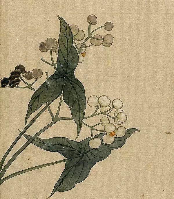 精美｜缪谷瑛百花图集与菊谱（130幅）