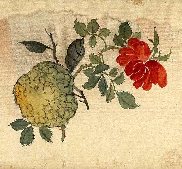 精美｜缪谷瑛百花图集与菊谱（130幅）
