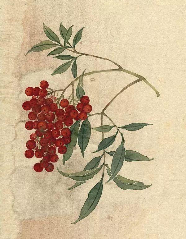 精美｜缪谷瑛百花图集与菊谱（130幅）