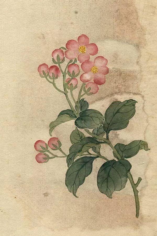 精美｜缪谷瑛百花图集与菊谱（130幅）