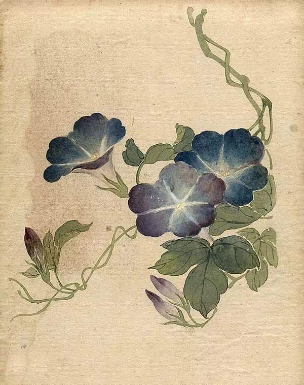 精美｜缪谷瑛百花图集与菊谱（130幅）