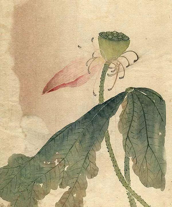 精美｜缪谷瑛百花图集与菊谱（130幅）