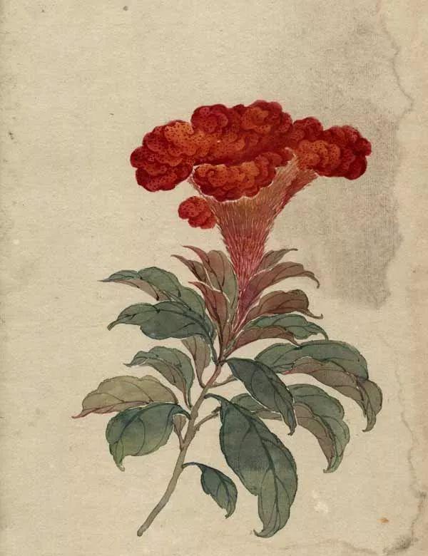 精美｜缪谷瑛百花图集与菊谱（130幅）