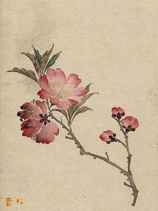 精美｜缪谷瑛百花图集与菊谱（130幅）