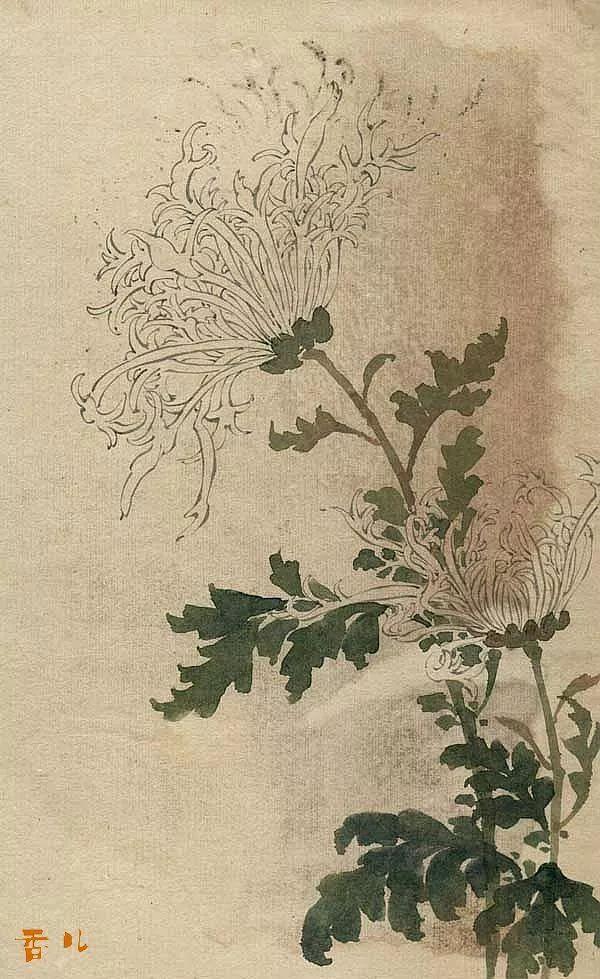 精美｜缪谷瑛百花图集与菊谱（130幅）