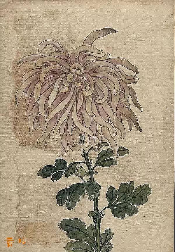 精美｜缪谷瑛百花图集与菊谱（130幅）