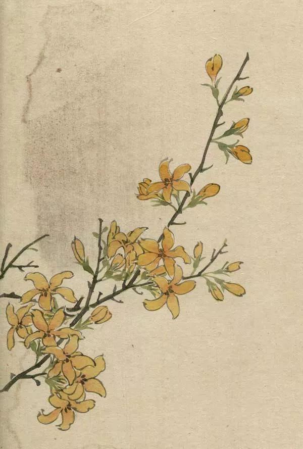 精美｜缪谷瑛百花图集与菊谱（130幅）