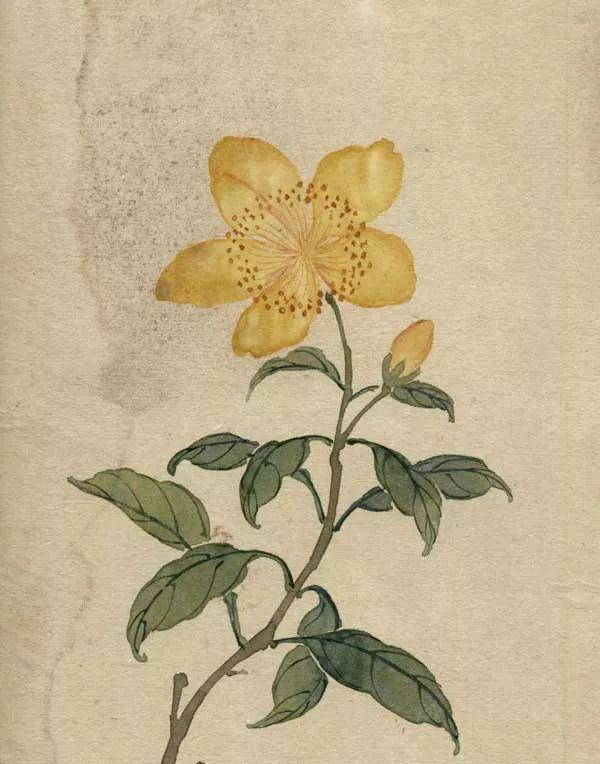 精美｜缪谷瑛百花图集与菊谱（130幅）