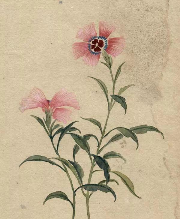 精美｜缪谷瑛百花图集与菊谱（130幅）