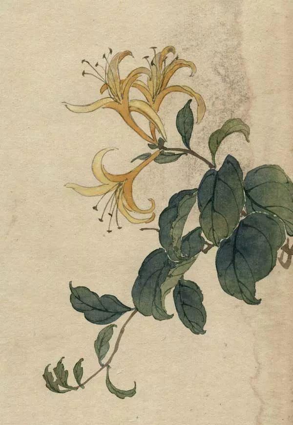 精美｜缪谷瑛百花图集与菊谱（130幅）
