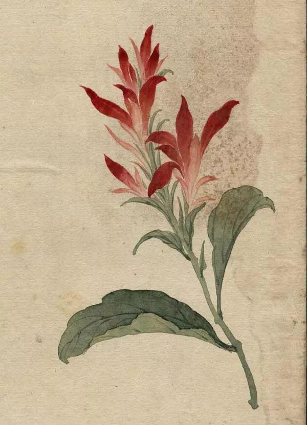 精美｜缪谷瑛百花图集与菊谱（130幅）