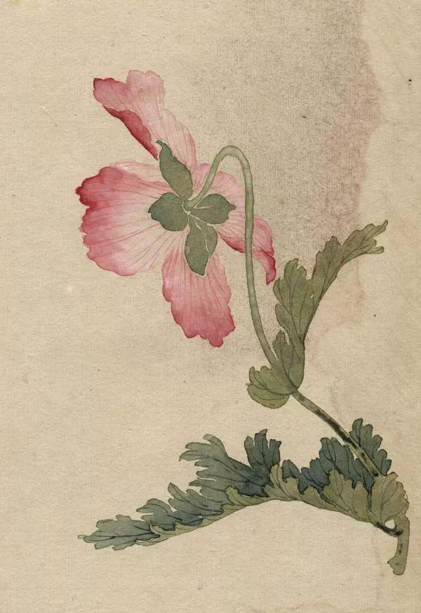 精美｜缪谷瑛百花图集与菊谱（130幅）