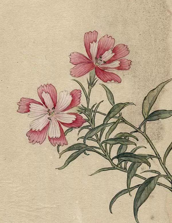 精美｜缪谷瑛百花图集与菊谱（130幅）